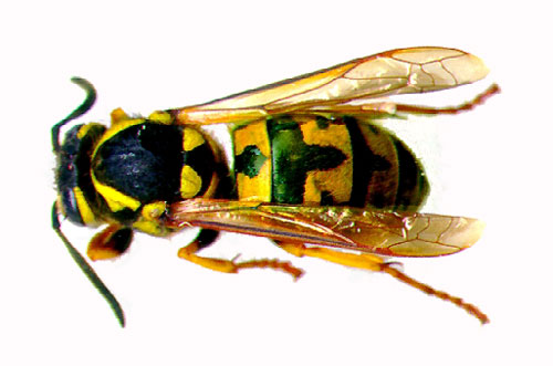 vespula